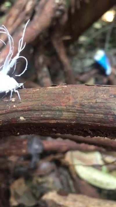 Beautiful white fluffy insect in Laos: what is it?