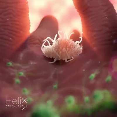 Animation of how immune system cells respond to E. coli bacteria