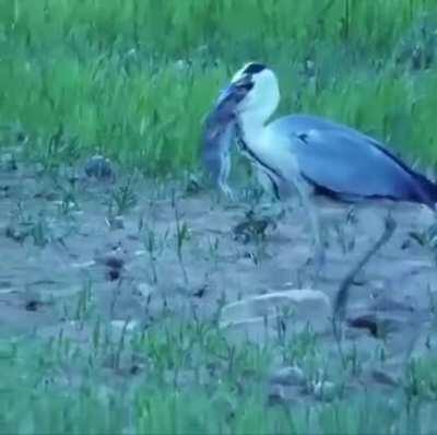 A heron swallowing a rabbit whole