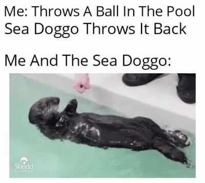 Sea Doggos Are So Cute (✿ ♡‿♡)