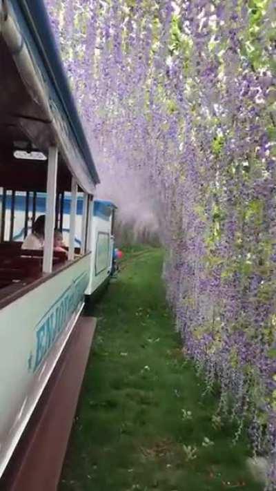 Train ride through tunnel of flowers