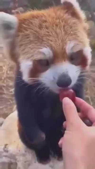 Watch a Red Panda get fed!