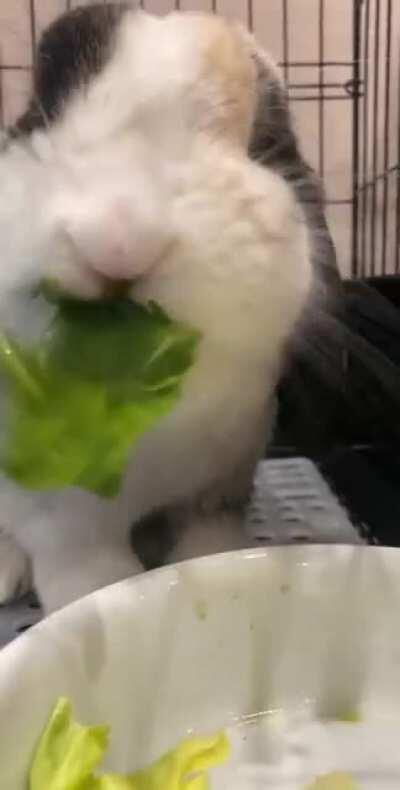 Salad ASMR