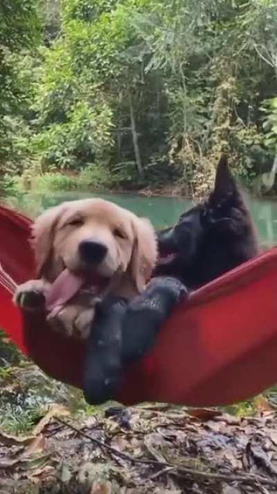 Happy dogs