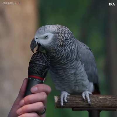 talking parrot showing his talent