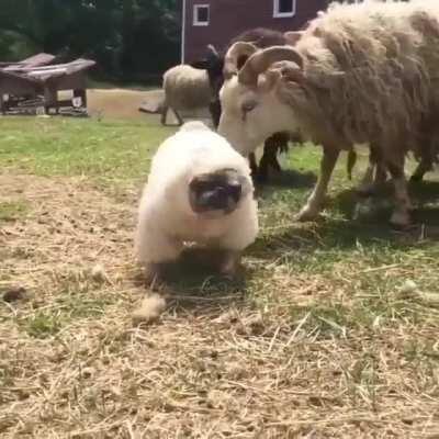 A Woof in Sheep Clothing