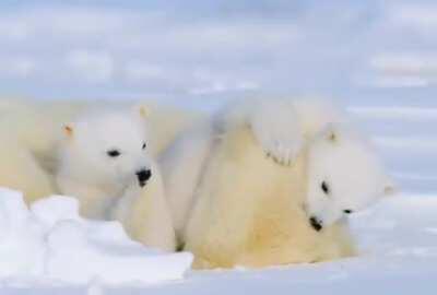 Cubs playing on top of their mother