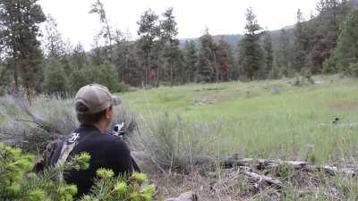 A cougar's (mountain lion's) scream is the most terrifying thing you can hear(headphones on)