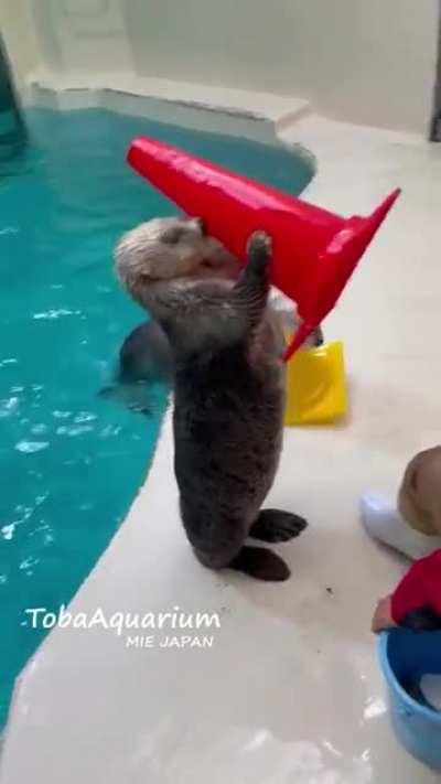 Two sea otters and their traffic cones. (Toba Aquiarium)