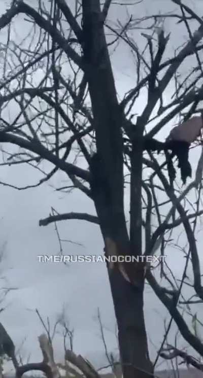 A russian foot in a tree. 