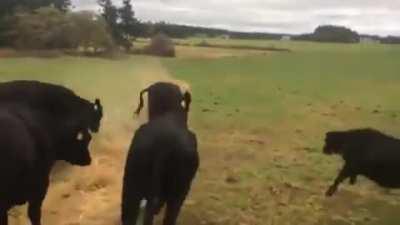 Cow Zoomies