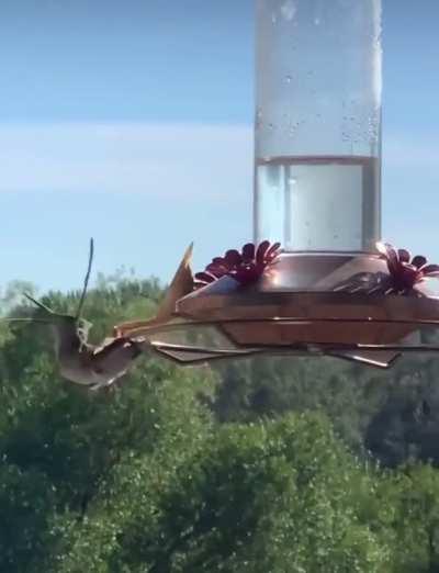 Mantis takes out a humming bird.