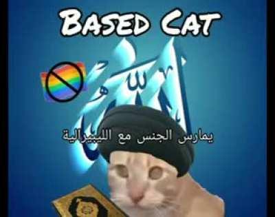 Biased cat