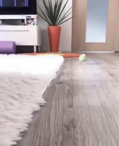 the way the birds feet hit the floor