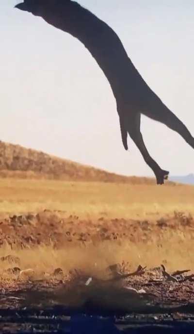 Desert Lynx catches a bird in midair