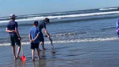 Rare sighting of a lancetfish on a beach in Washington