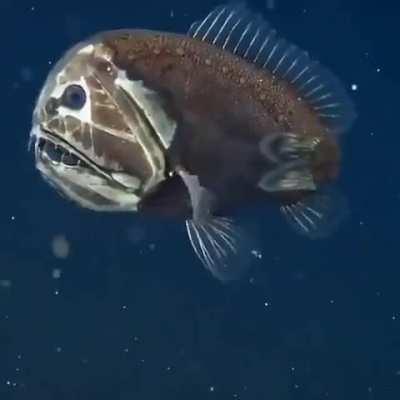 The ogre fish has only been spotted a few times in decades of ocean research