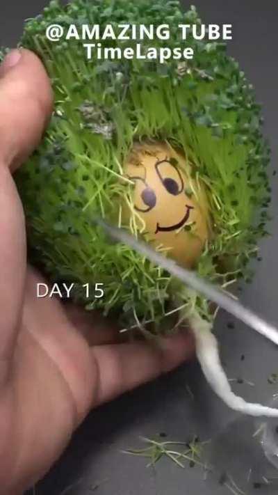 Growing chia seeds on an egg