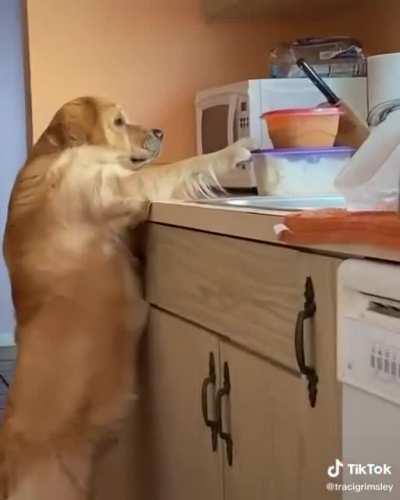 Dog Caught Stealing Food From Counter