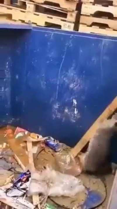 A Racoon problem solving and using tool to get out of a dumpster.