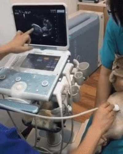 Expecting mother getting an ultrasound