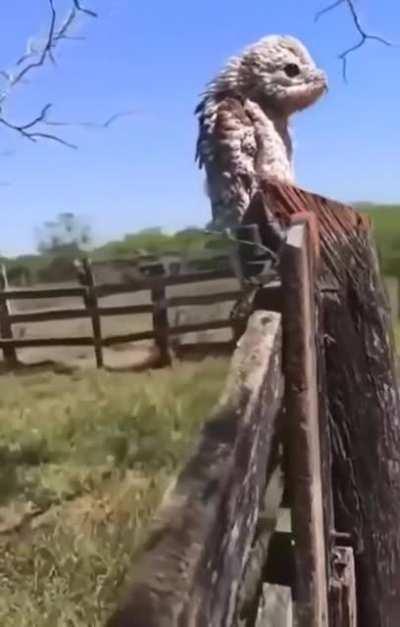 Potoo bird hauntingly beautiful sound