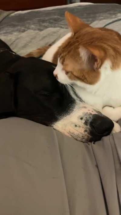 Our cat adores our Great Dane