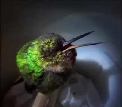 Hummingbird snoring