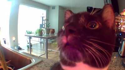 Cat thinks owner is stuck in security camera