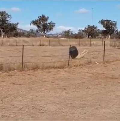 Idiot fighting a bucket