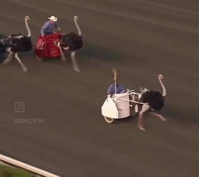 Ever seen an ostrich chariot racing