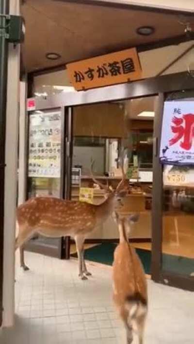 In Nara, deers have learned to open the doors of food establishments and bow to ask for food.