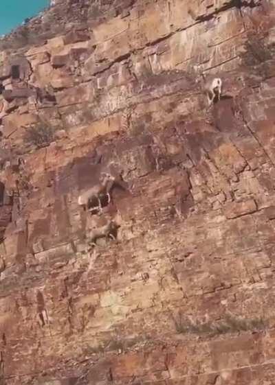 🔥 Nature's mountain climbers.