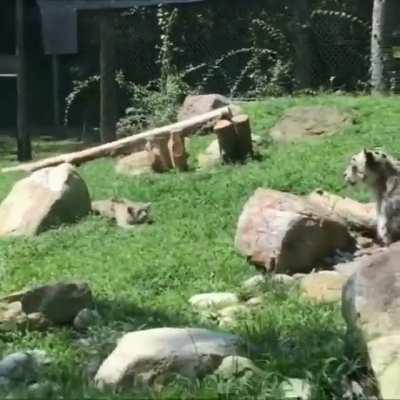 Snow Leopard mothers will fake being surprised to amuse their young