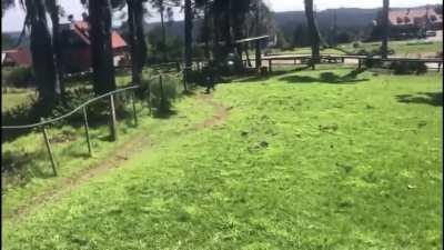 Guy tries to f**k around in an Ostrich enclosure