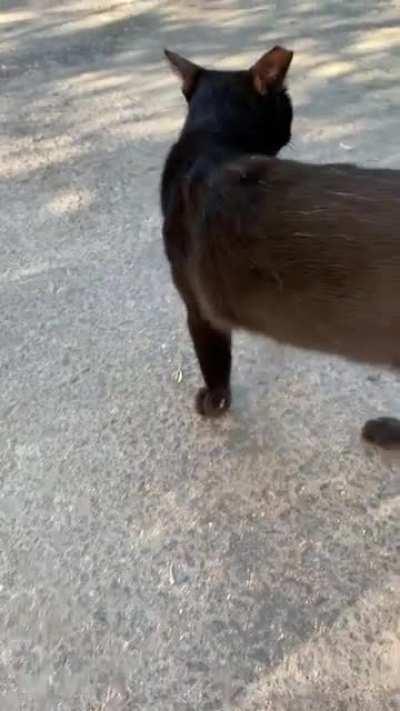 Shopping for trees at the nursery when we met the friendly, vocal guard cat