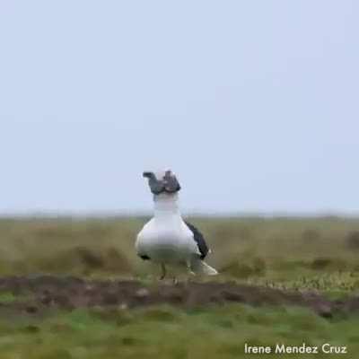 Gull gulps down entire rabbit.