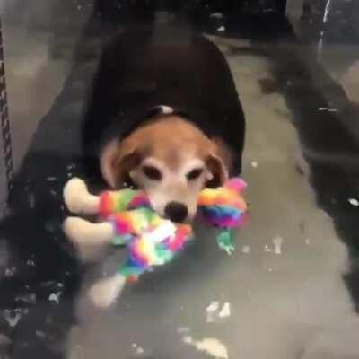 Rescue chonk working out with his toy