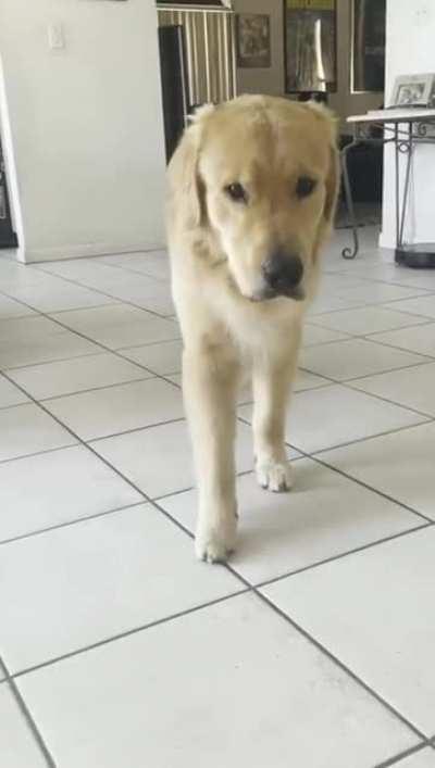 Golden Retriever Pounces Like a Lion