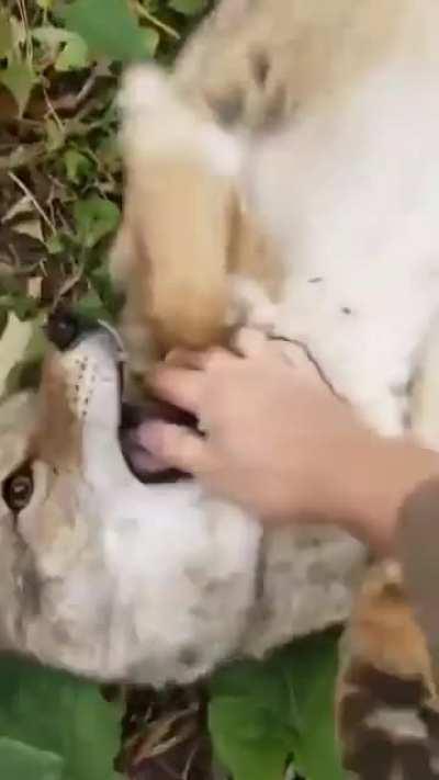 This coyote loves being pet by humans