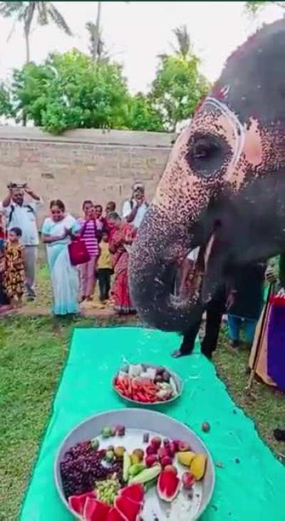 Elephant named ''Akila'' Reaction on his birthday celebration in India.