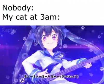 Cats at 3am