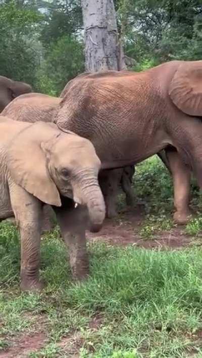 Baby Elephant Learning About Her Trunk!