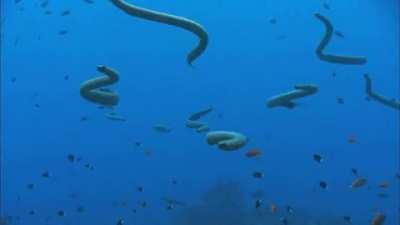 Golden Sea Snakes swimming using paddle-like tails. Drop-for-drop they have the most toxic sea snake venom.