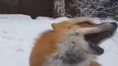 Boop the fox