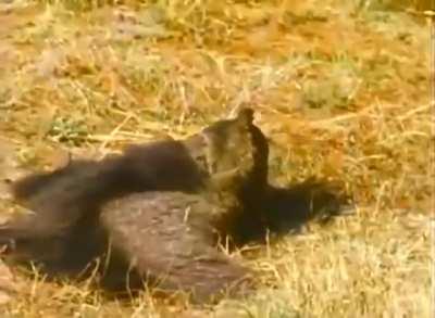 Giant Anteater Scares Off Jaguar