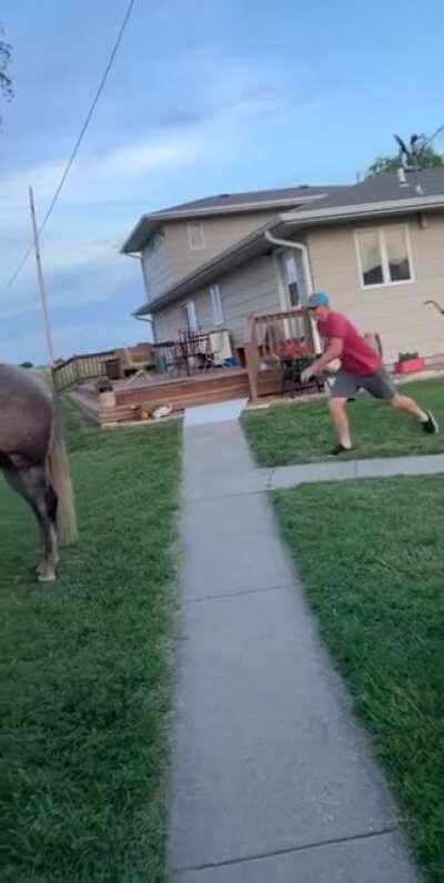 Trying To Jump On A Horse From Behind