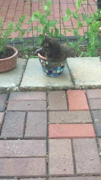 Look! A self-potting cat 🐱🌱