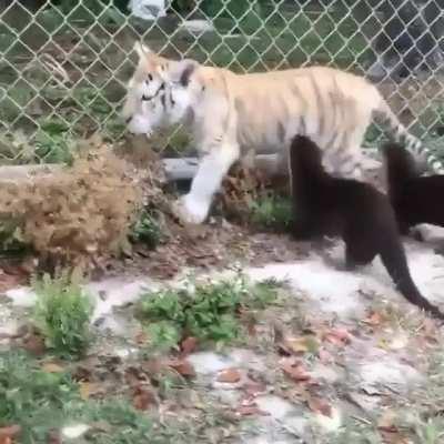 Tiger cub meets two curious baby otters