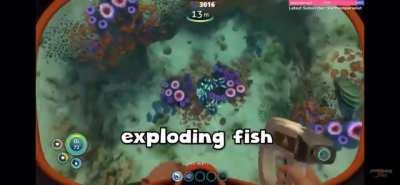 Exploding fish